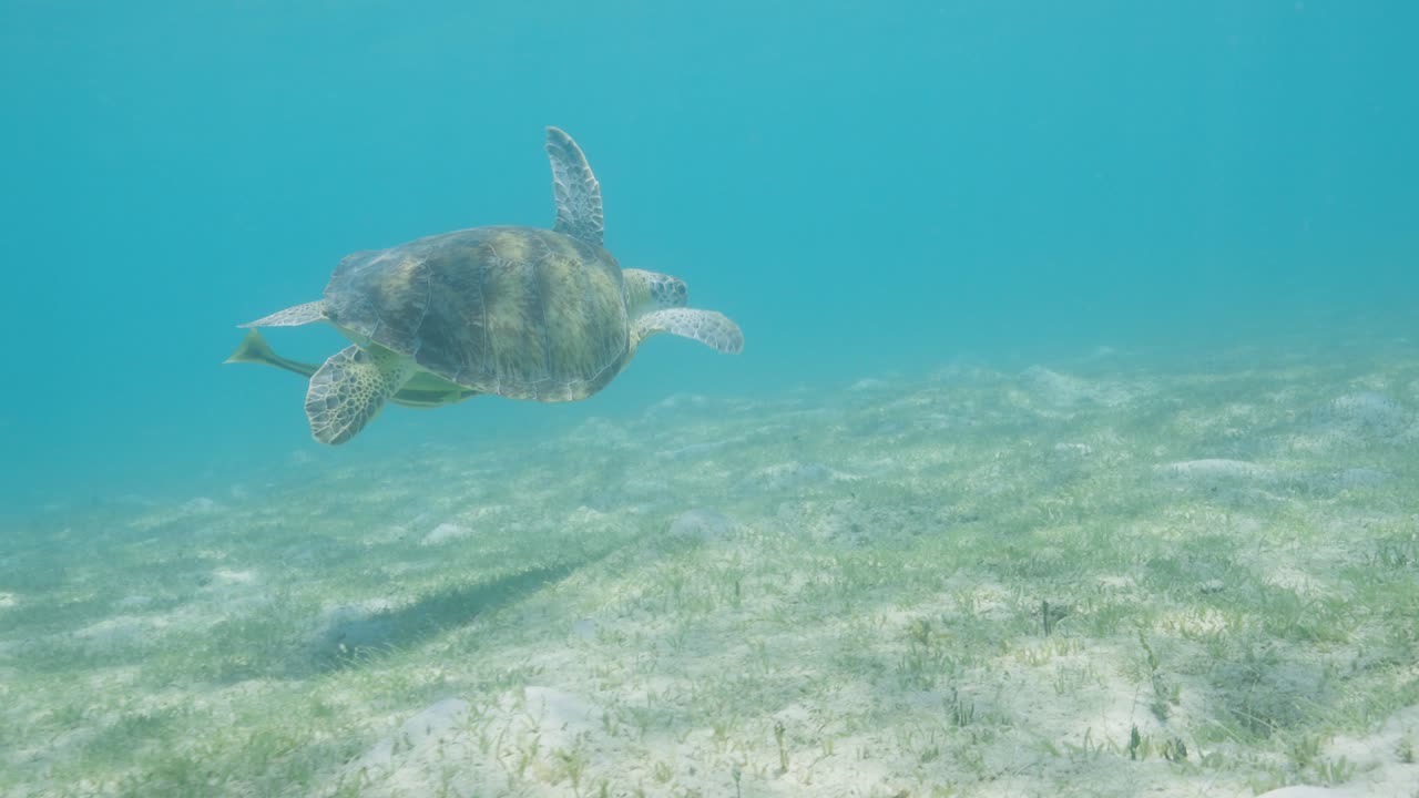 A sea turtle glides smoothly through clear, shallow ocean water above a sunlit seagrass bed, offering a peaceful glimpse of marine life in motion