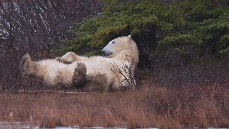 slow motion polar bear awkwardly rolling around on its back amongst the sub-arctic brush and trees of churchill, manitoba