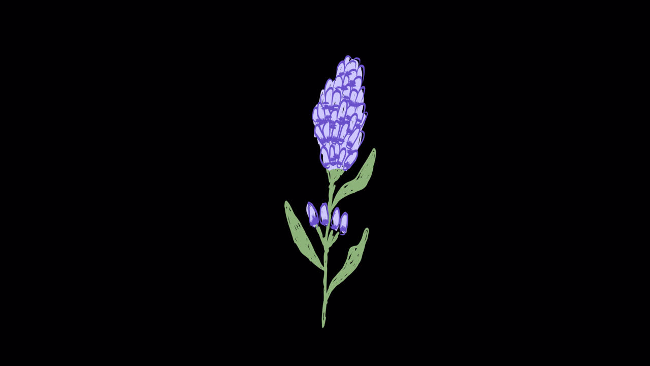 Animeret håndtegnet lavendelblomst illustration på sort baggrund
