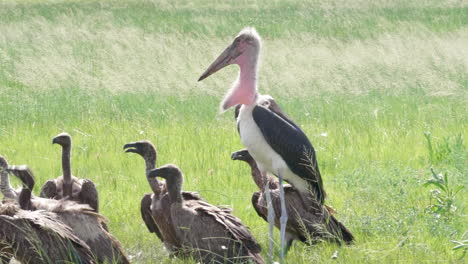 marabou stork and white backed vultures roaming on the green meadows in botswana near a dead hippopotamus for food - medium shot