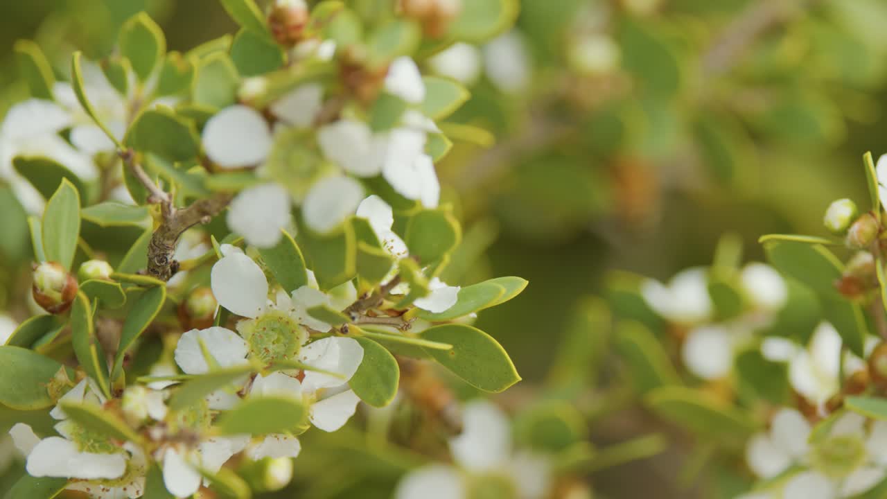 Native Australian shrub with white flowers, shallow depth of field, gentle camera movement, natural daylight