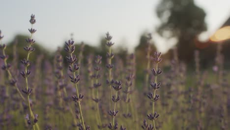 Lavanda-En-El-Jardín-En-El-Caluroso-Verano