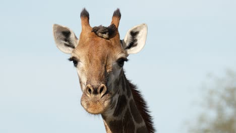 la jirafa se acerca y los pájaros comen parásitos de su cabeza, cámara lenta de cuadro completo