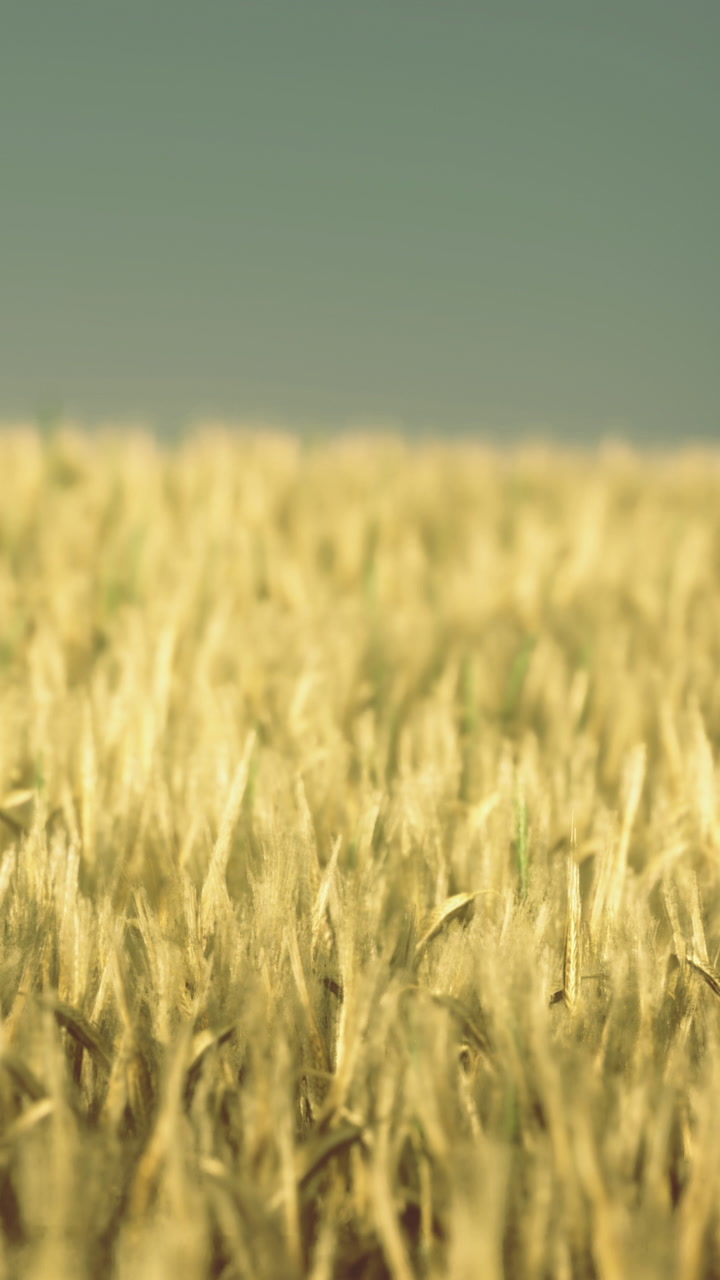 Golden wheat landscape swaying gently under a clear sky during summer