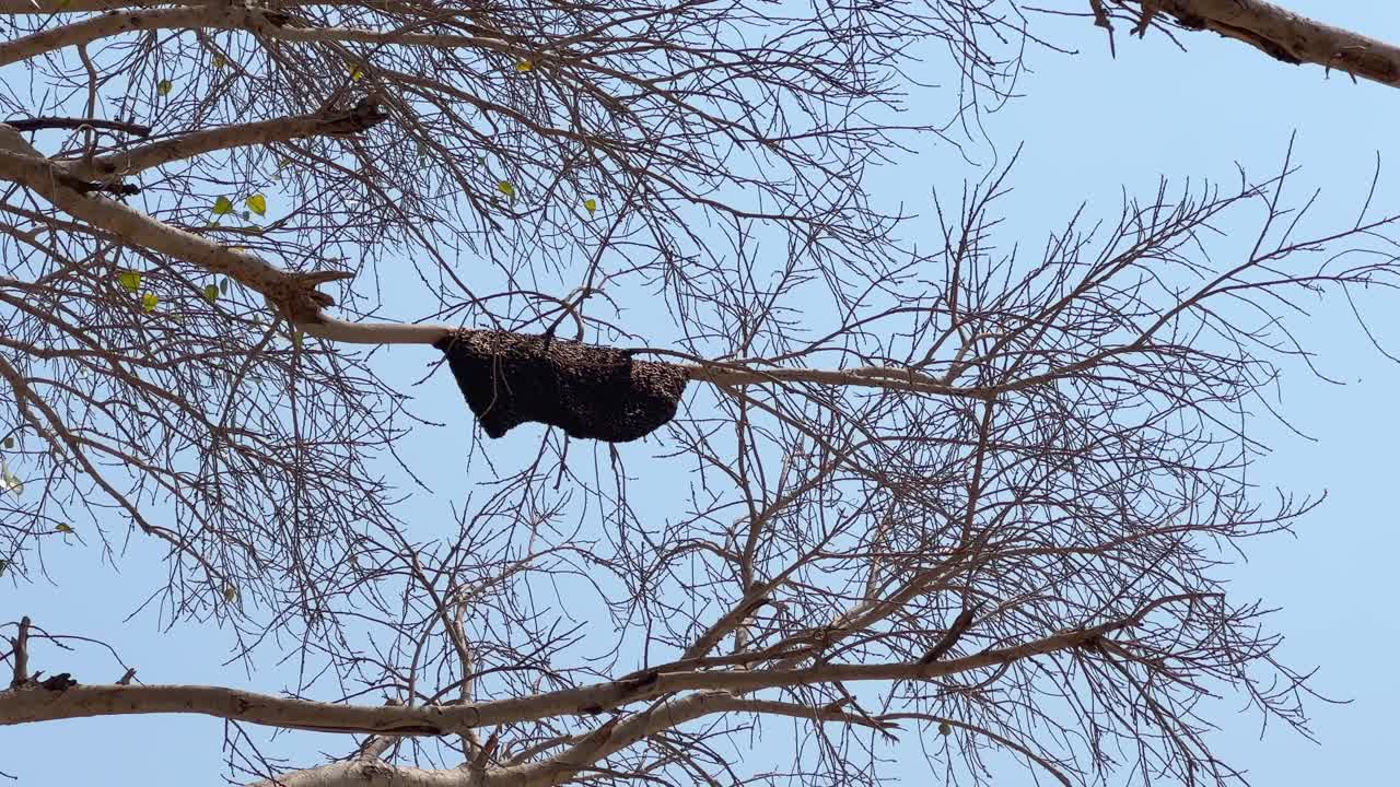 A Large behive hanging from the tree
