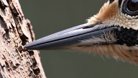close-up of a woodpecker