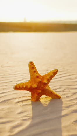 starfish on a sandy beach at sunset