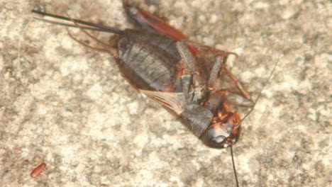 macro of dead grasshopper on a stone surface with tiny insects crawling around