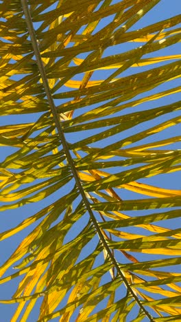 hojas de palma contra un cielo azul
