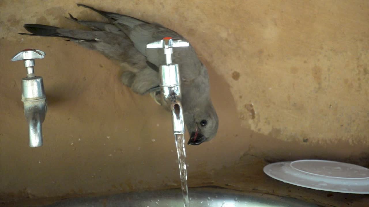 작은 야생 아프리카 새가 물 에서 물을 마시는 느린 동작