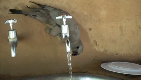 Zeitlupe-Eines-Kleinen-Wilden-Afrikanischen-Vogels,-Der-Aus-Einem-Wasserhahn-Trinkt