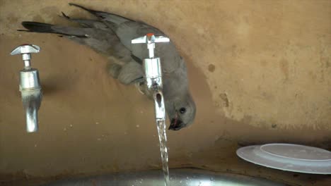 slowmotion of a small wild african bird drinking from a water tap