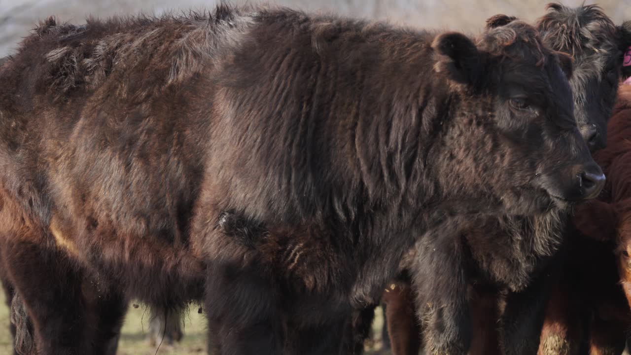 странные коричневые коровы стоят и смотрят на камеру на животноводческом ранчо.