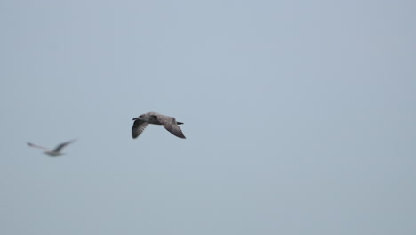 Seagull-Flying-Against-The-Sky---low-angle