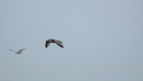 gaviota volando contra el cielo - ángulo bajo