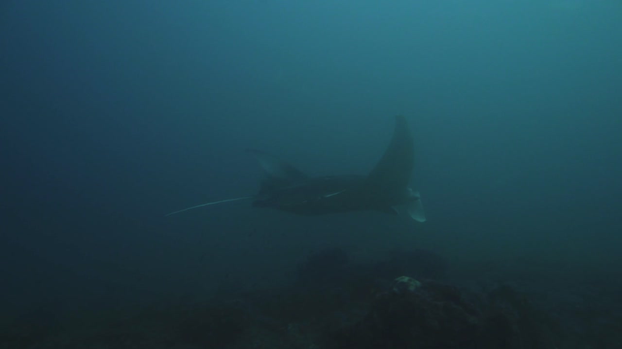 замедленная съемка плавания ската манта и медузы в мозамбике