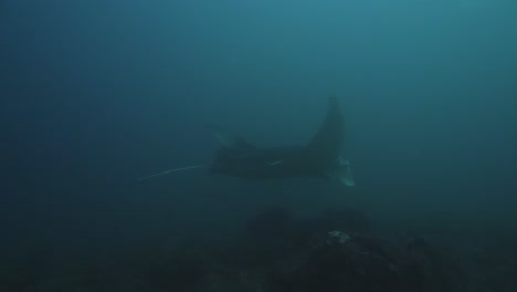 slowmotion tracking shot of a manta ray and a jellyfish swimming in mozambique