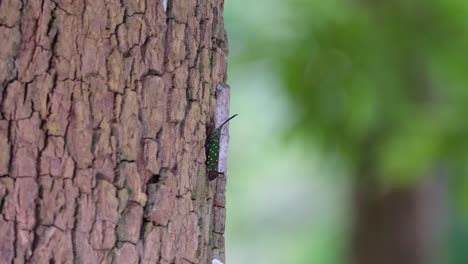 Die-Kamera-Zoomt-Heraus-Und-Zeigt-Dieses-Schöne-Insekt-Auf-Der-Rinde-Des-Baumes,-Saiva-Gemmata-Laternenkäfer,-Thailand