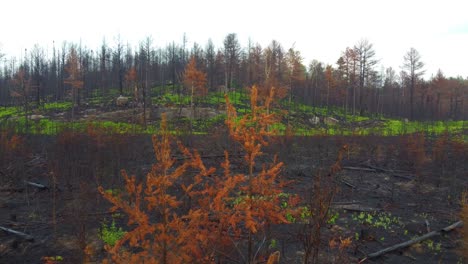 Discovering-desolate-landscape-after-devastation-of-Kirkland-Lake-Forest-Fire,-Canada