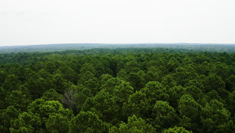 Leafy-green-treetop-canopy-of-dense-forest-in-southern-Arkansas-on-overcast-day