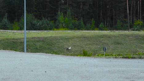 a white and black stork looking for food besides a road in slow motion during the summer time while its slightly cloudy