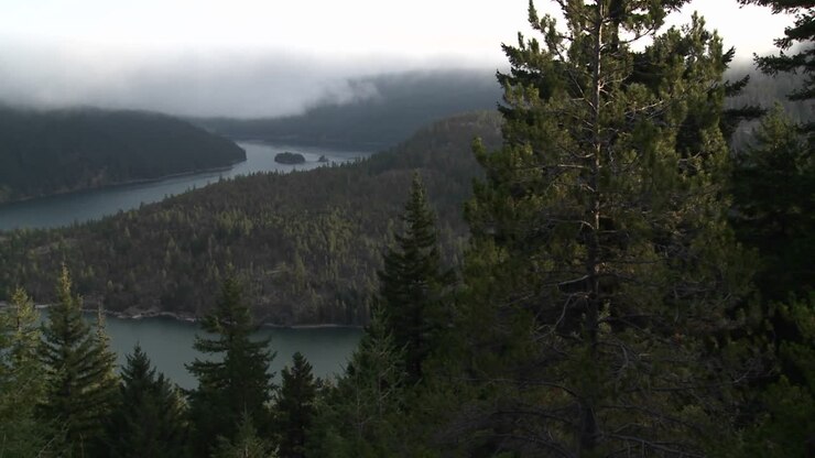 Nice over view of the Columbia River with pine trees foreground