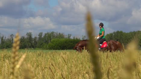 woman horseback riding in a wheat field