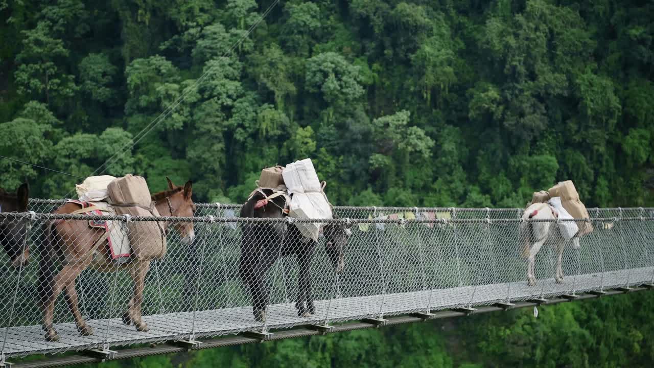 Bridge while Trekking in Nepal, Donkeys Carrying Bags as Porters for Hikers in the Himalayas Mountains, Tall Long and High Jhinu Danda Suspension Bridge in Annapurna Region with Beautiful Scenery