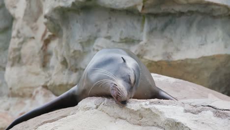 seelöwe, der auf dem felsen liegt