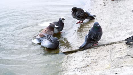 pigeons bathe in the pond.