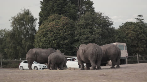 Im-Weiten-Raum-Des-West-Midlands-Safariparks-In-England-Grasen-Vier-Afrikanische-Nashörner-Auf-Dem-Gras,-Während-Sie-Von-Vielen-Autos-Beobachtet-Werden