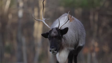 reindeer-with-leaf-stuck-on-antler-looks-down-slomo