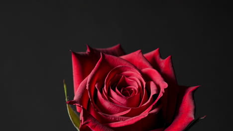 close-up of a red rose