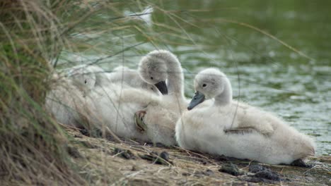 Teich-Birds-00