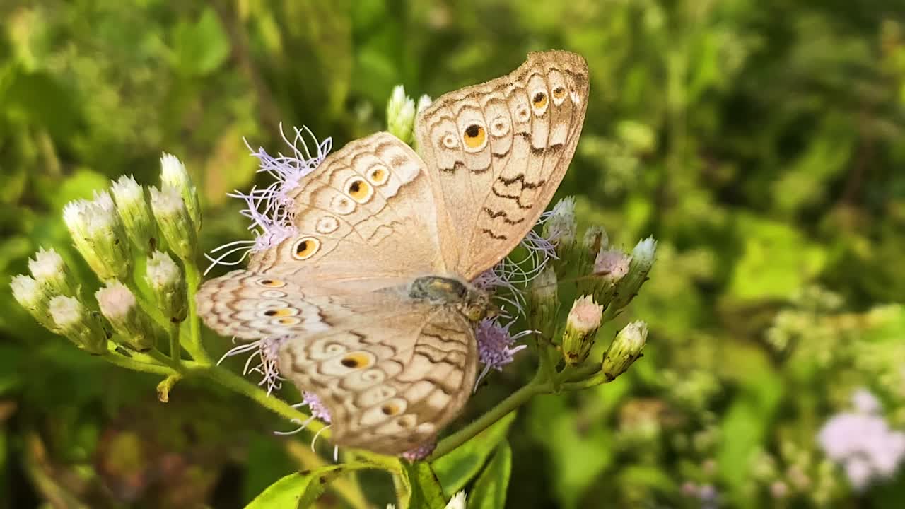 Farfalla Junonia atlites appollaiata su un fiore viola di erba Siam in Bangladesh, macro dettagliata.