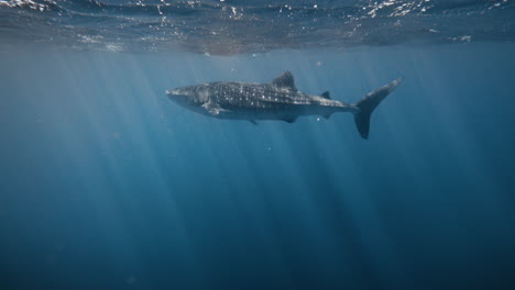 Whale-shark-full-body-underwater-swimming-as-light-rays-shine-across-water-in-slow-motion