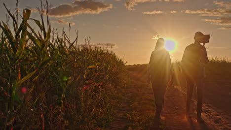 couple walking through a cornfield at sunset