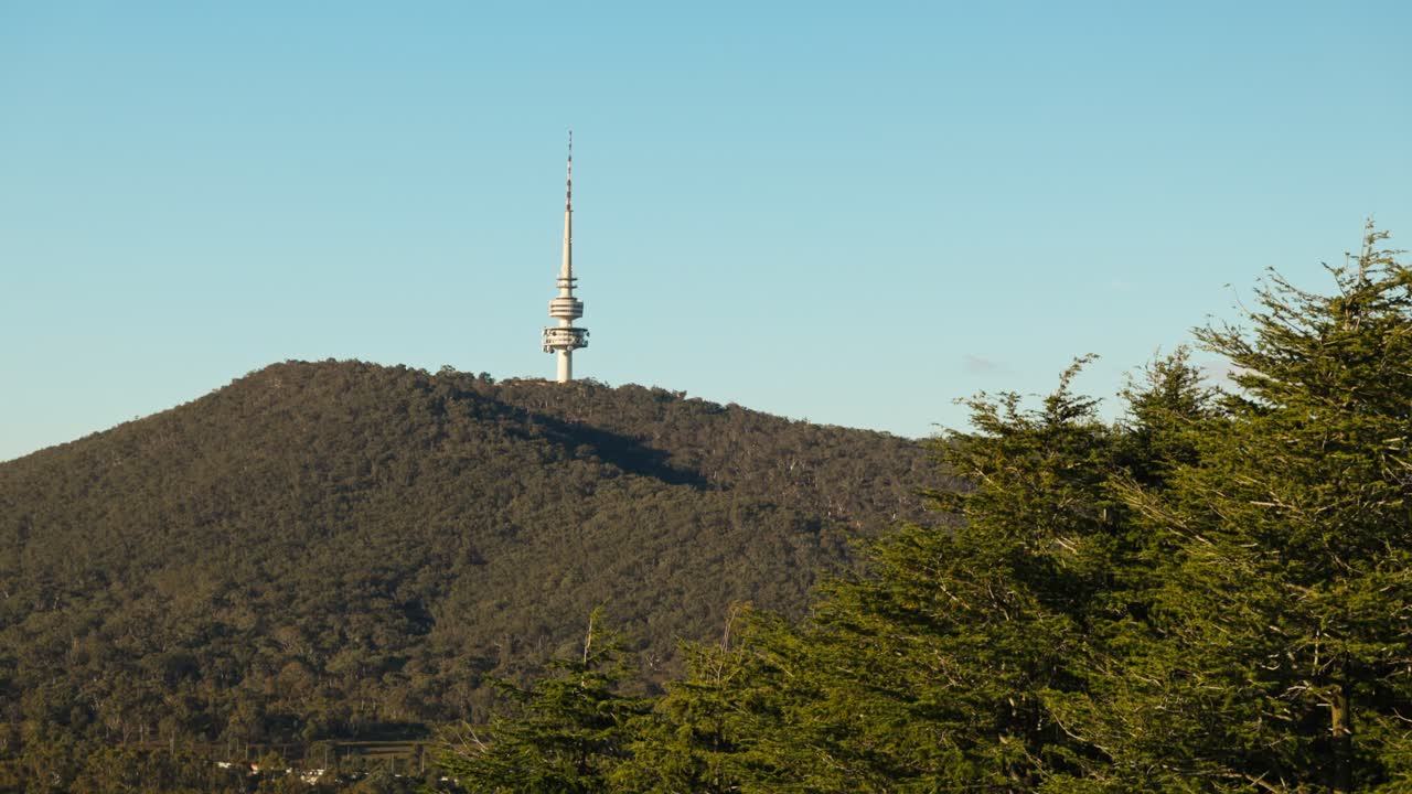 A peaceful pine woodland from the Arboretum with Telstra Tower rising beyond the trees during the crisp autumn season.
