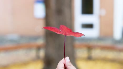 hand holding a red maple leaf outdoors