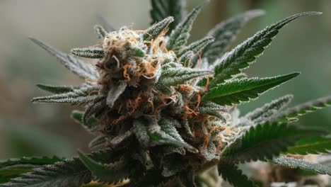 una planta de marihuana con hermosas hojas verdes la rodea, tiro estático de cerca