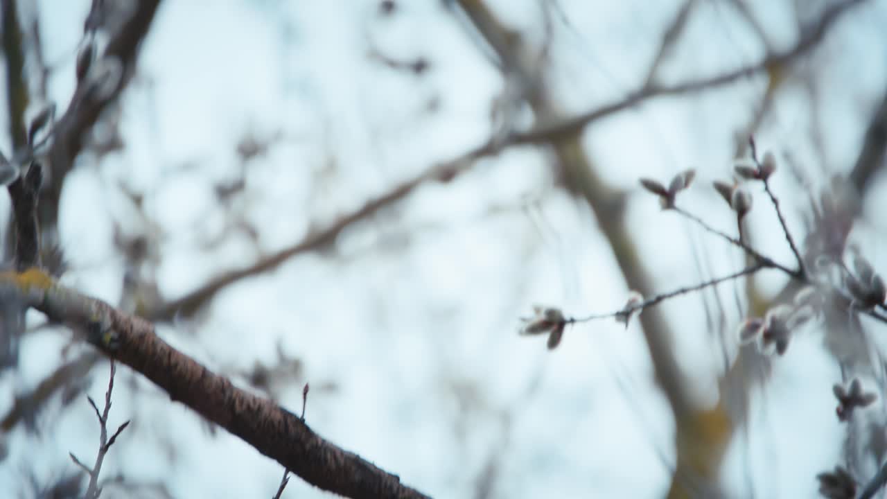Bald eagle looks around then flies away from tree branch