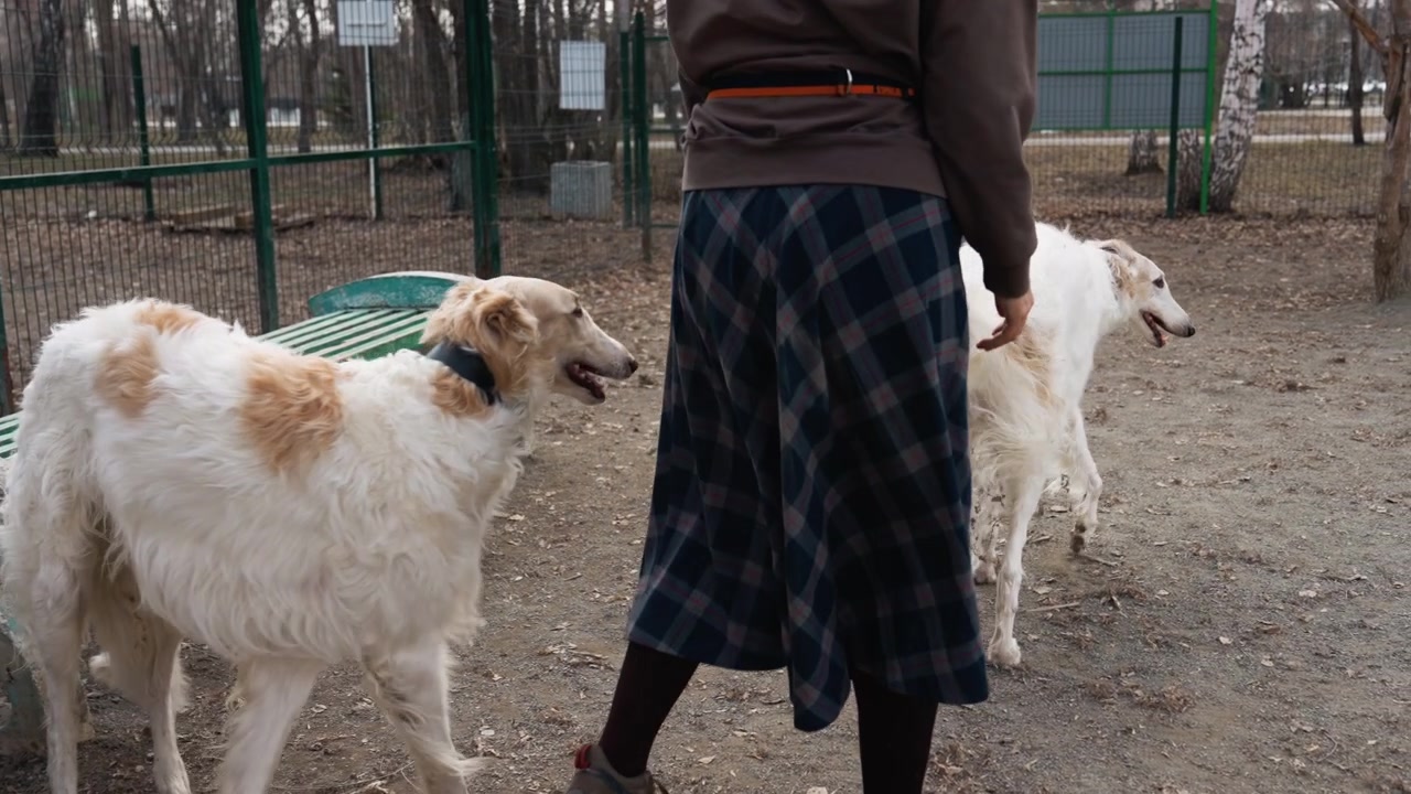 Due cani bianchi con macchie marroni camminano ed esplorano un'area recintata all'aperto, mentre una persona in abiti casual sta nelle vicinanze o li osserva. L'ambiente include terreno sterrato.