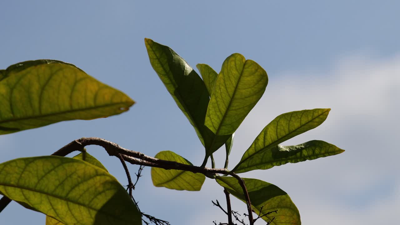 은 파란 하늘을 배경으로 움직이는 초록색 잎
