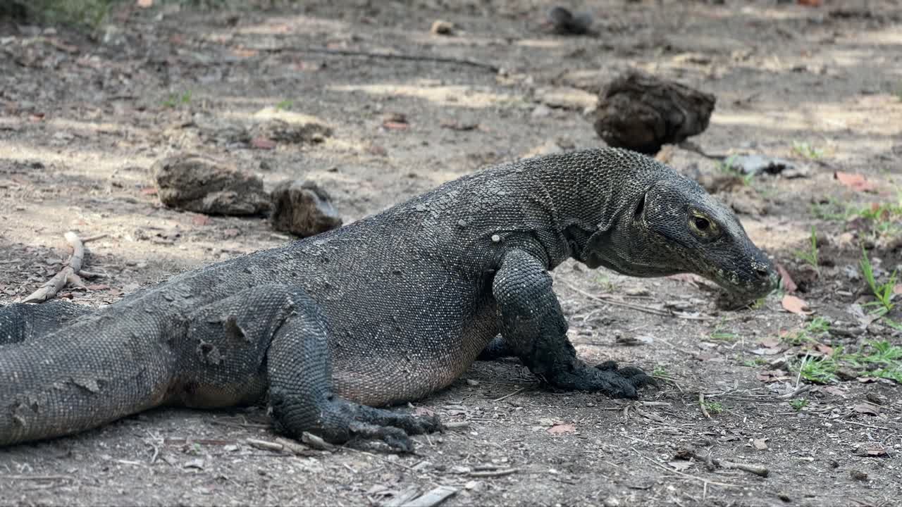 un joven dragón de komodo huele el aire con su lengua bifurcada en el parque nacional de komodo, indonesia