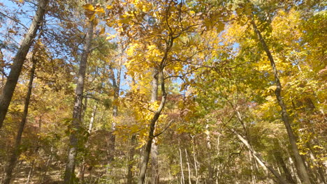 Looking-At-Trees-With-Autumn-Foliage-In-The-Forest-From-A-Traveling-Car