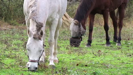 Close-up-white-horse-grazing-in-foreground