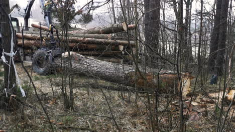 Wheel mounted loader grab timber in forest area, modern lumberjack