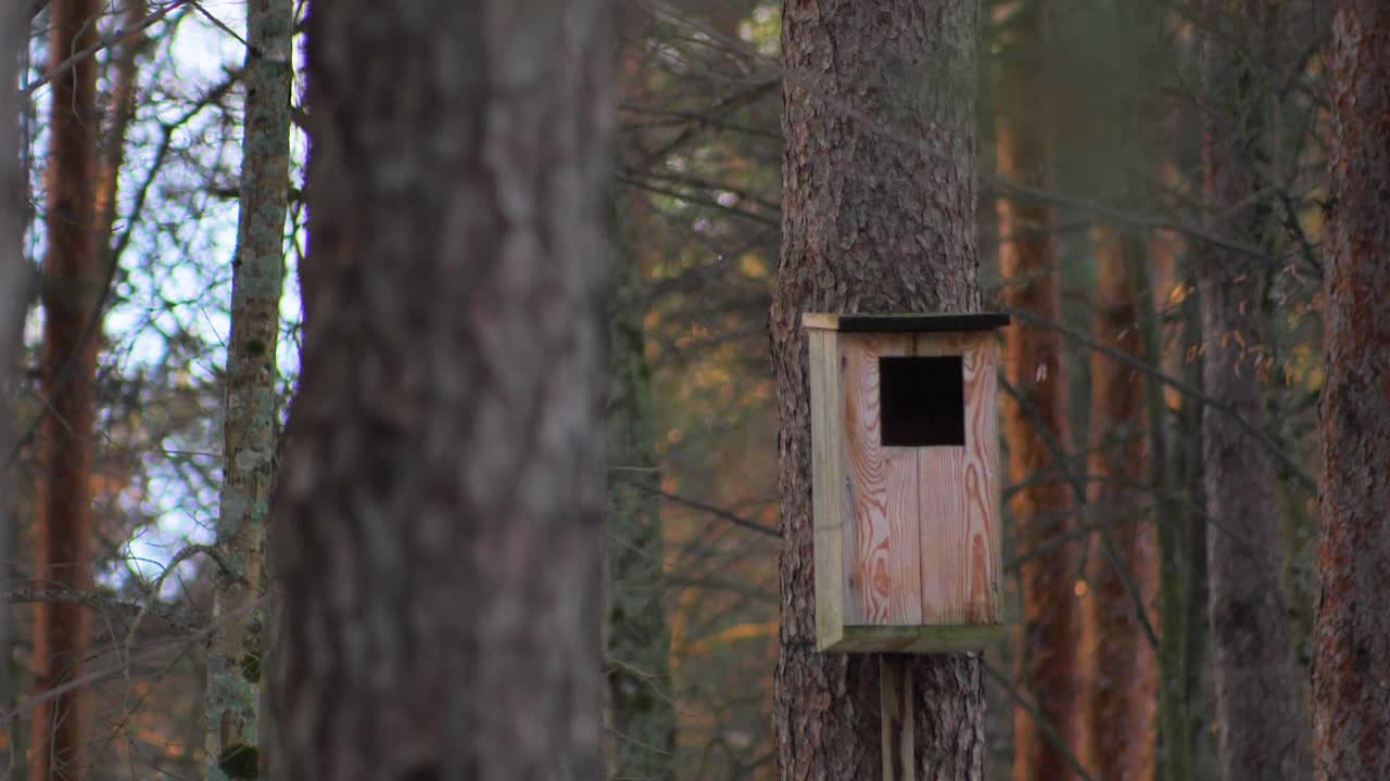 Attach the bird cage to the tree