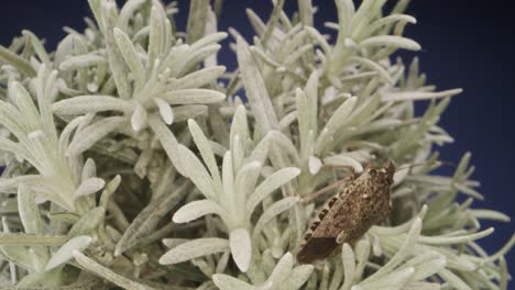 Close-up-of-bedbug-over-succulent-plant-on-blue-background