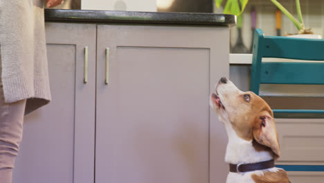 perro desesperado tratando de agarrar comida de la mujer 4k 4k